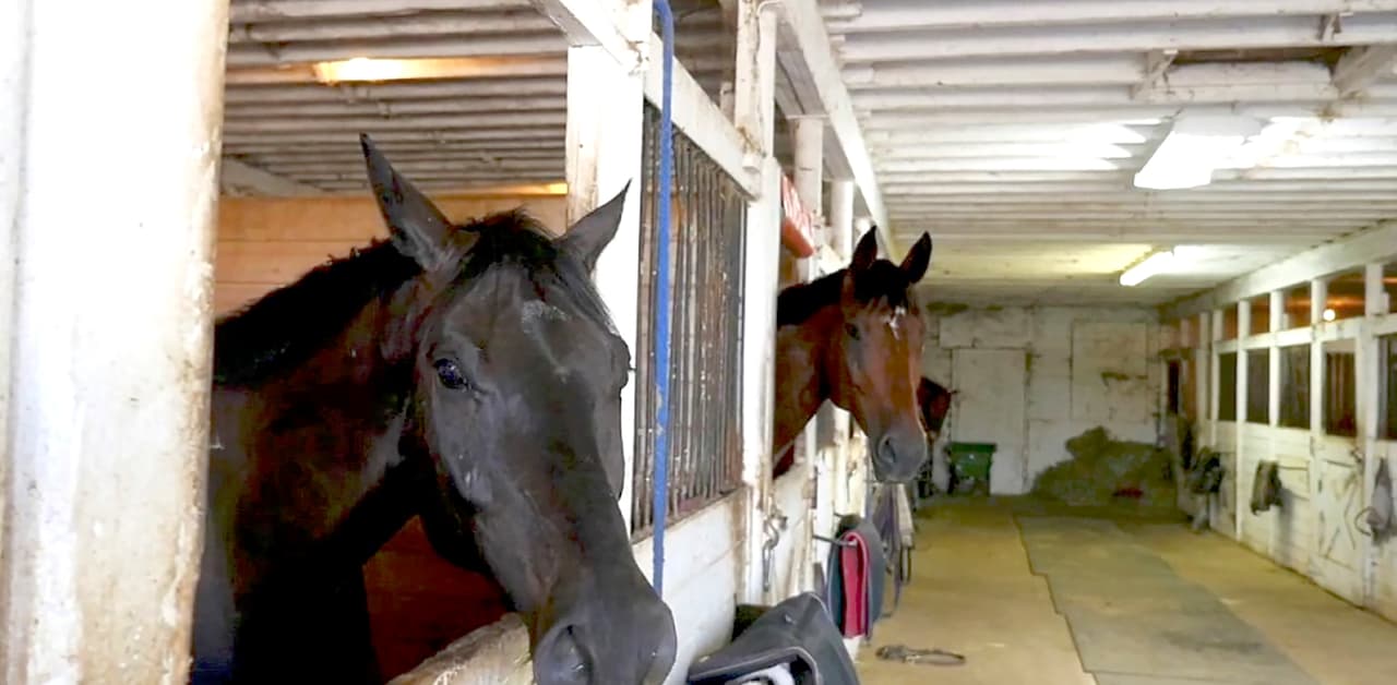 Obviamente la casa también tiene un establo.