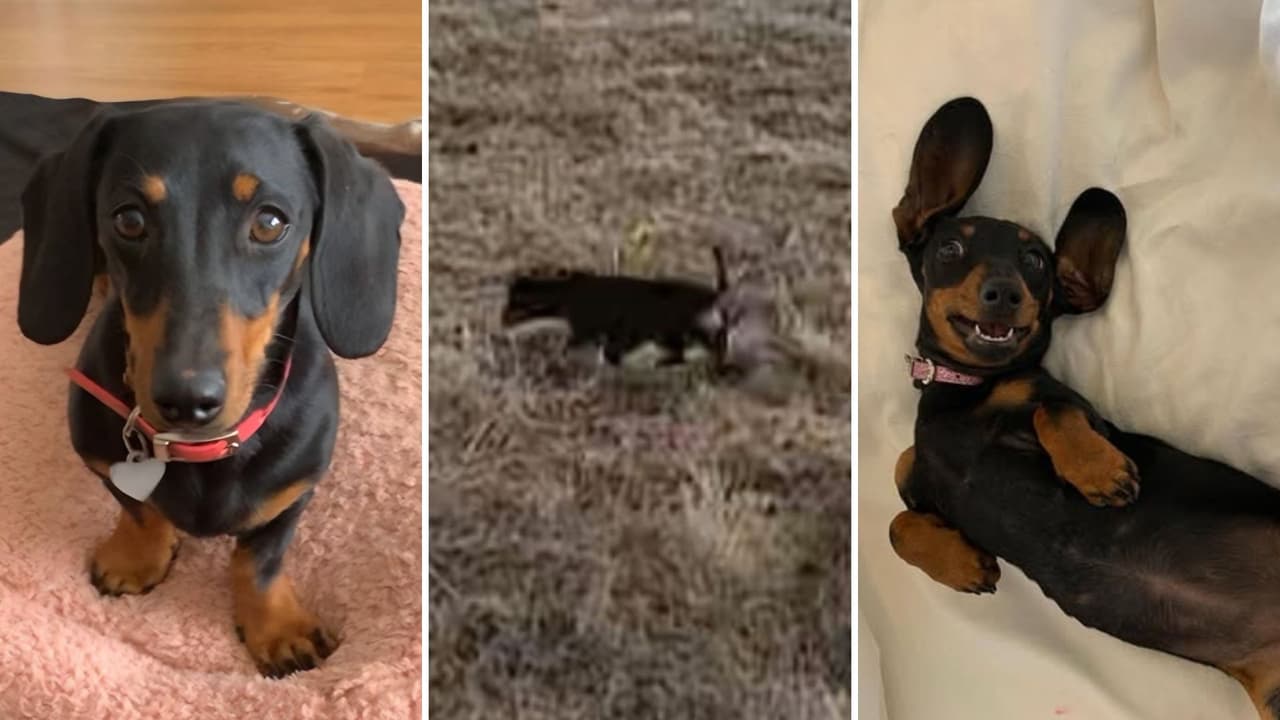 La increíble historia de una perrita salchicha que sobrevivió sola por más de 500 días en una isla