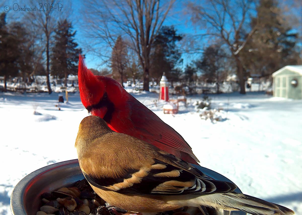 Como sacados de una película romántica, un cardenal y un jilguerito canario se encuentran cara a cara. Los cardenales son defensores agresivos de su territorio de nidificación, a veces hasta atacan su propio reflejo en ventanas y espejos.