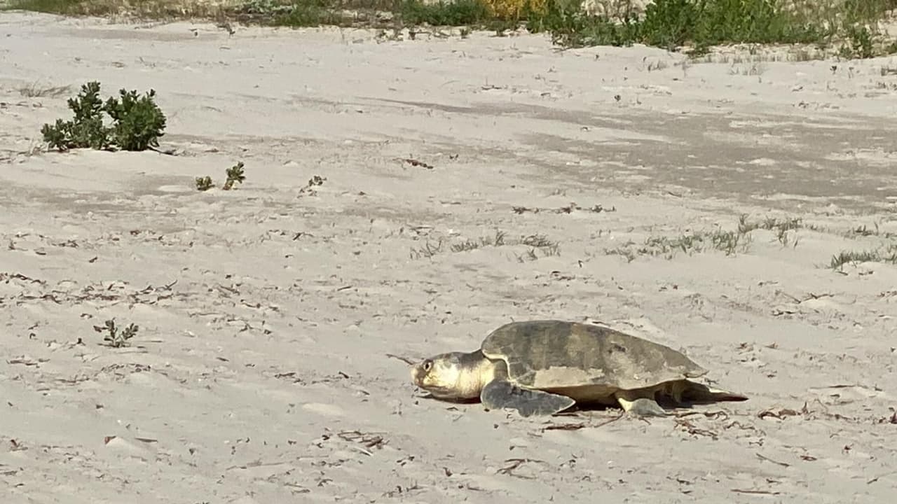 Por fortuna, la primera persona que la vio fue una voluntaria del Centro para la Investigación de Tortugas Marinas del Golfo. Aunque no estaba de servicio, estaba caminando por la playa, recogiendo basura cuando vio a la tortuga en las olas que se dirigía a la playa.