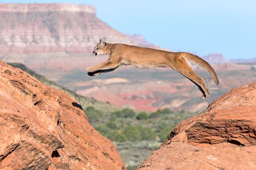 No le dé de comer a los animales silvestres, incluyendo los venados. Recuerde que los depredadores siguen a sus presas.