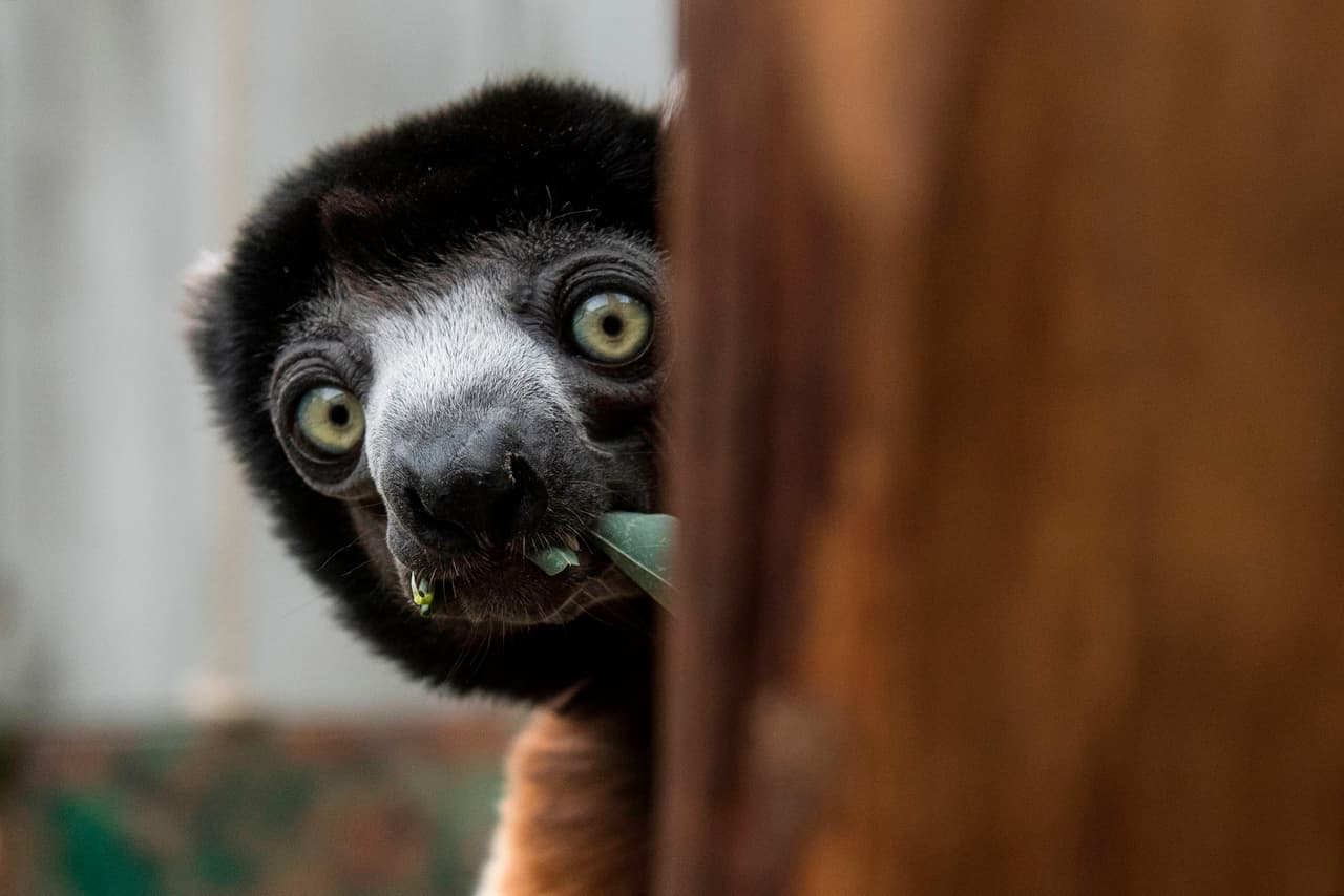 Un millón de especies amenazadas con la extinción: "Es un resultado directo de la actividad humana" 