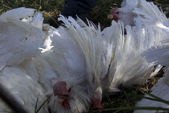 Las aves sacrificadas desde que inició la epidemia en febrero son cerca 3.2 millones, apuntó el comunicado.