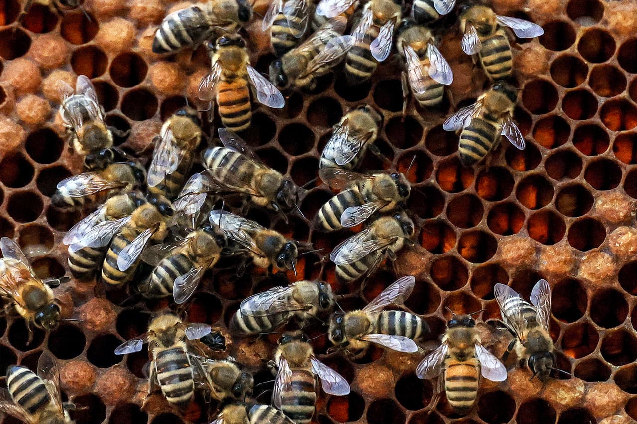 Mujer descubre más de 50 mil abejas viviendo en una pared de su casa; su hija pensó que era un 'monstruo'