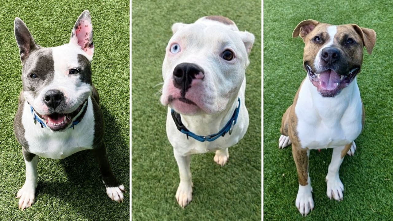 Dallas pide ayuda urgente: registra 674 perros y solo 388 espacios en su refugio de animales