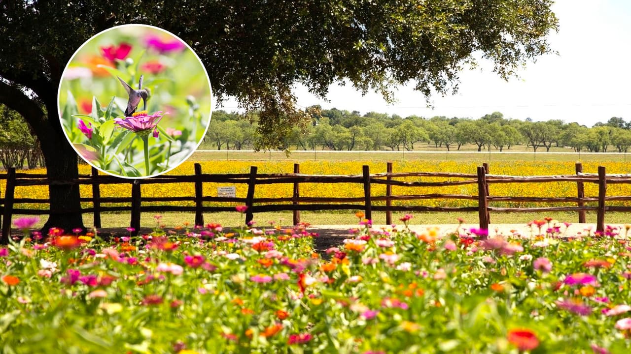 En esta finca texana puedes recorrer praderas llenas de flores y cortar algunas para llevar a casa