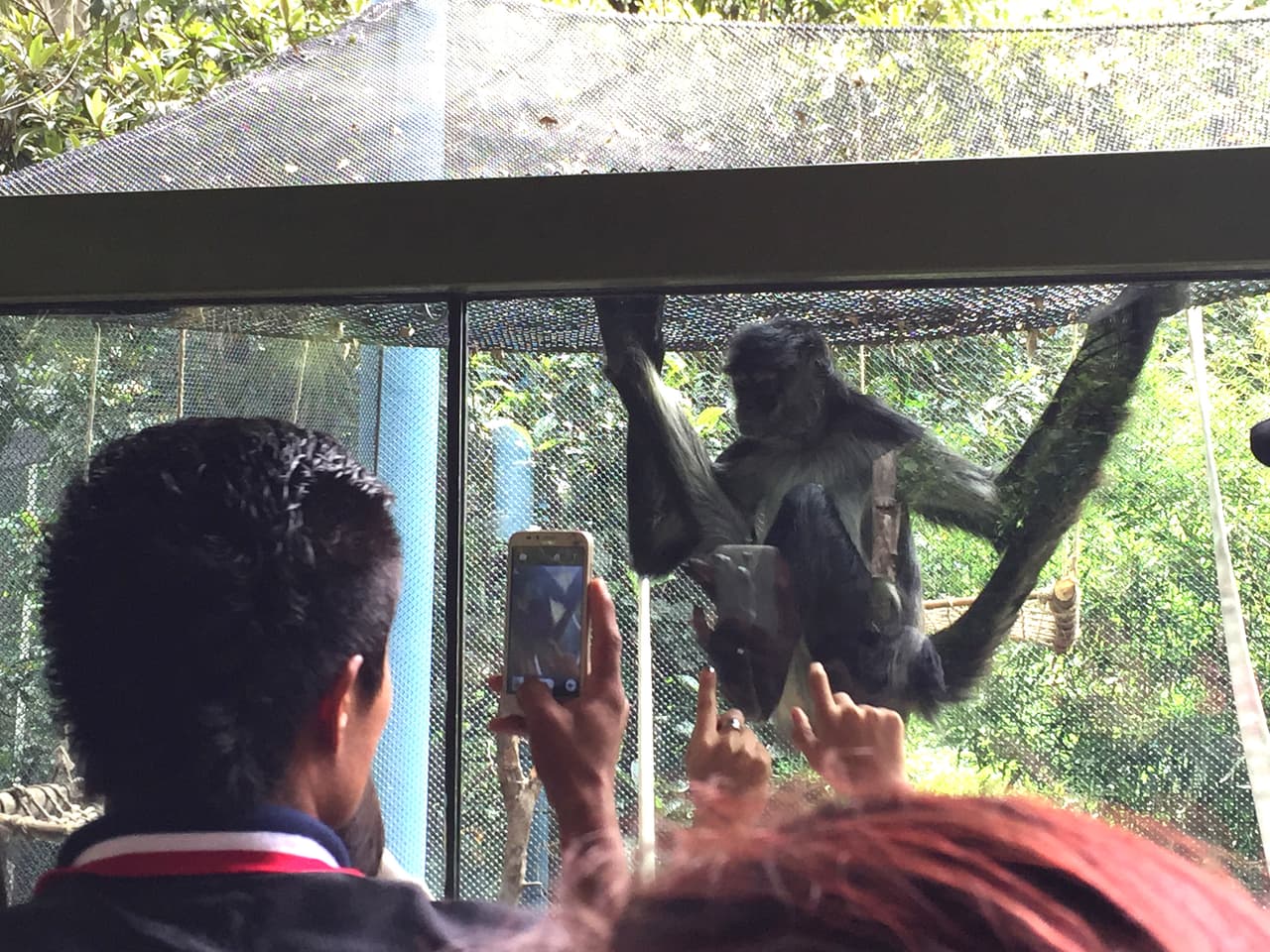 Los asistentes golpean los cristales de los animales sin que se les diga nada.