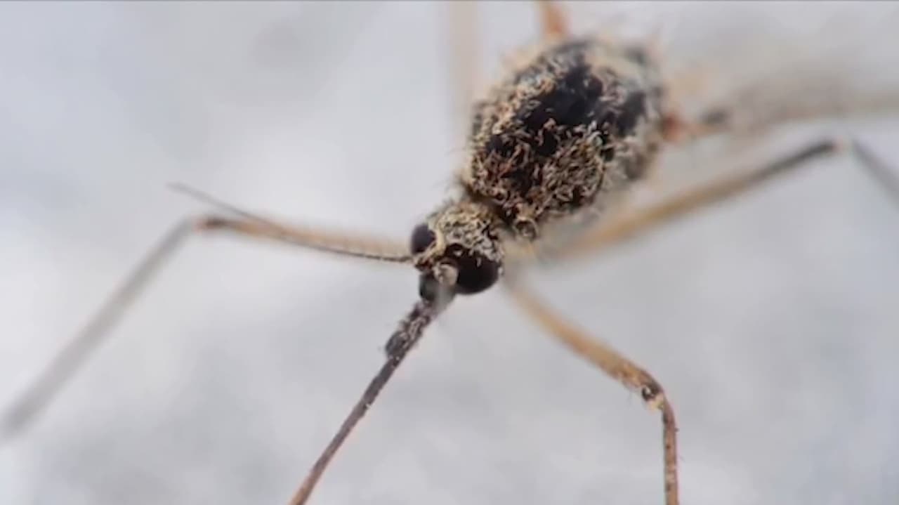 <b>No dejes de verlo</b>: Condiciones húmedas y cálidas son ideales para la propagación de mosquitos portadores de enfermedades como el virus del Nilo Occidental y Zika. Es por ello que autoridades recomiendan evitar acumulaciones de agua afuera de las viviendas y mantener limpios los canales de agua de lluvia.