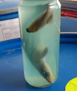 Frasco de vidrio con un tiburón pequeño en líquido verdoso turbio, confiscado por la TSA. El animal está inerte; su estado de vida es incierto. Prohibido transportar organismos en líquidos sin documentación.