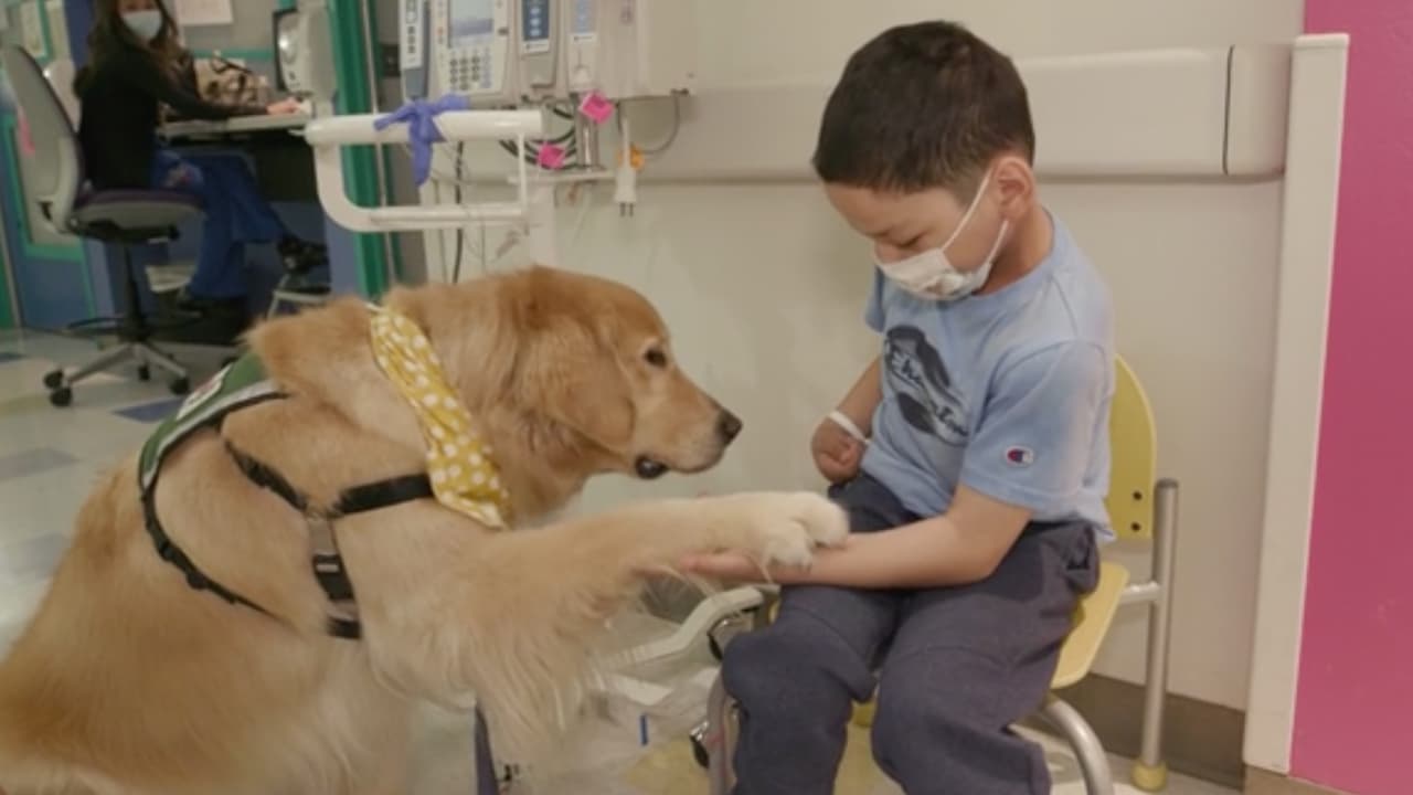 Los pacientes de la unidad de cáncer infantil del hospital de Niños de Texas disfrutaron de un desfile de perros de servicio como parte de las actividades del mes de la concientización de la enfermedad.