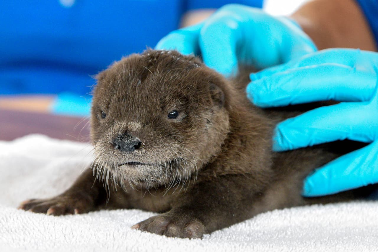 Ozzy: Solo porque es un nombre realmente lindo.