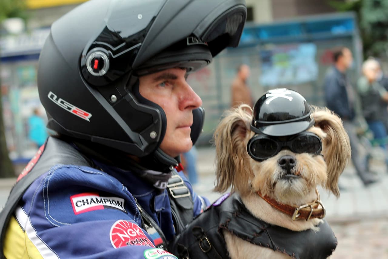 Es el primer perro ruso en ser aceptado como un miembro del Club Internacional de Perros Motociclistas, ¡y es muy feliz cuando da la vuelta con Robert!