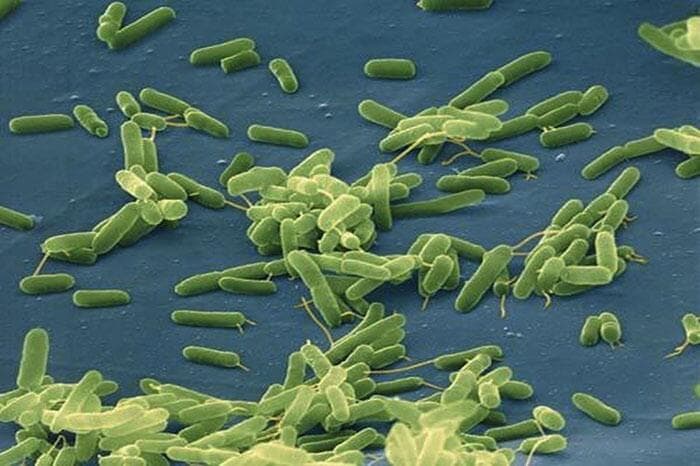 <b>Una de las mayores amenazas bacterianas es el <i>Vibrio</i></b>, una 
<a href="https://www.univision.com/local/san-francisco-kdtv/vibriosis-bacteria-come-carne-mariscos-crudos">bacteria común en aguas costeras</a> que, tras inundaciones, puede penetrar en el cuerpo a través de heridas abiertas y provocar infecciones severas. Después del Huracán Ian de 2022, se reportaron 38 casos y 11 muertes por esta enfermedad.