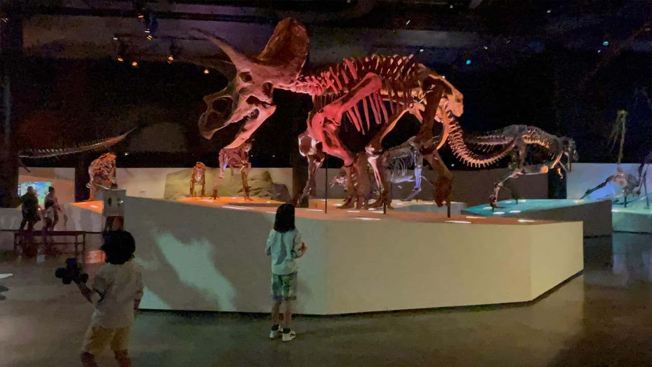 El Museo de Ciencias Naturales de Houston, te traslada a diversos países del mundo, todos reunidos en un solo lugar.