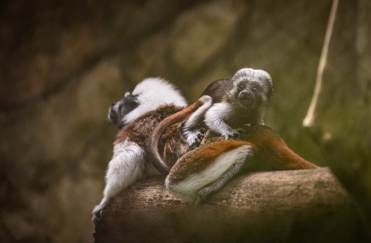 Las vacunas fueron aprobadas por el departamento de agricultura de Estados Unidos.
