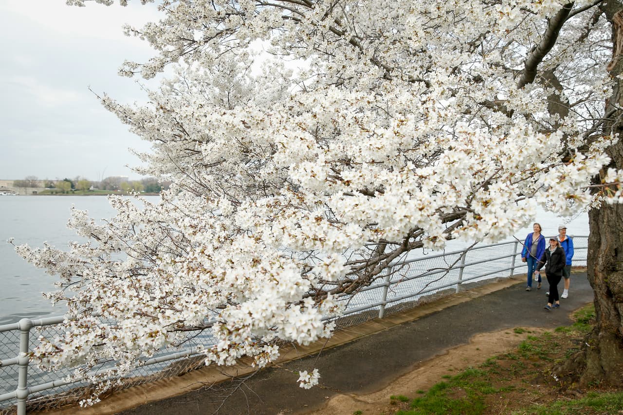 A este espectáculo de la naturaleza se le conoce también como Cherry Blossom.