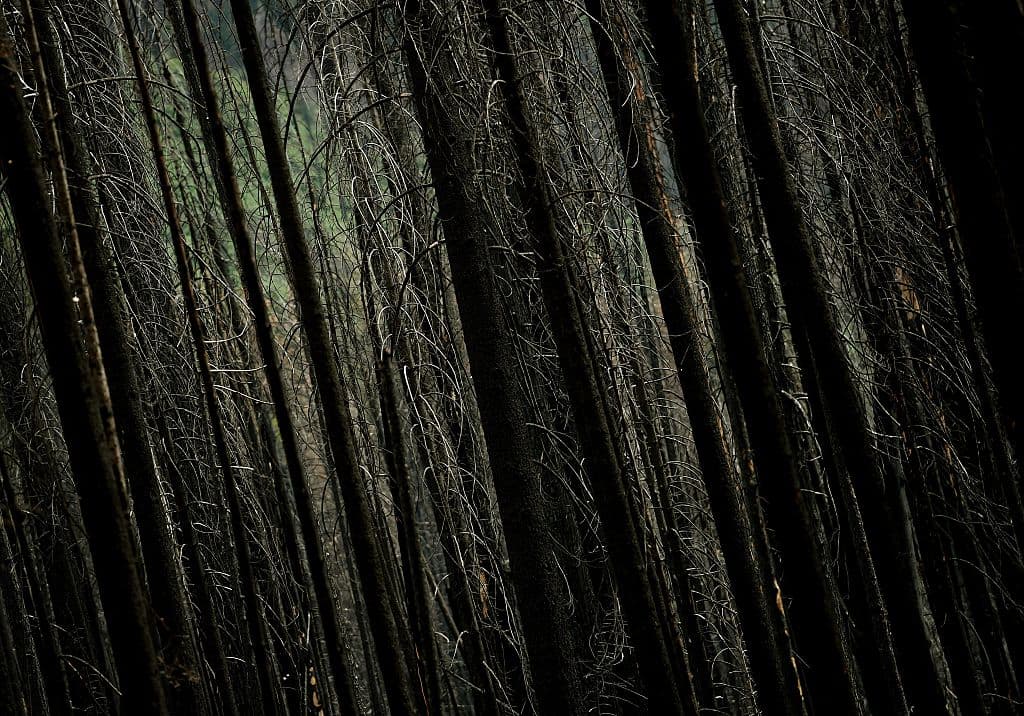 El Parque Nacional de Yosemite en California es una de las maravillas naturales más populares de América. La espectacular belleza del parque, con sus acantilados y valles sigue encantando a los millones de turistas que acuden cada año al lugar. Así se ven algunos de sus bosques.