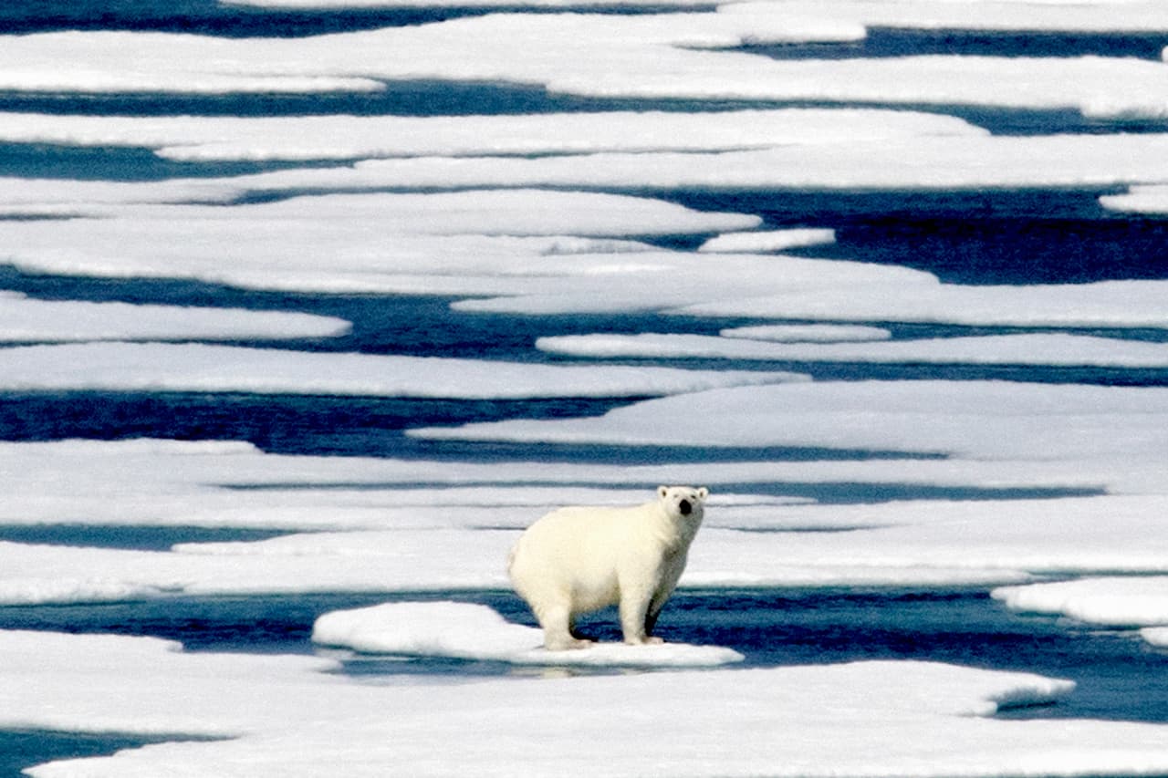 Esta foto de 2017 muestra a un oso polar sobre un bloque de hielo que se derrite en el Estrecho de Franklin, Canadá, a unas 500 millas al sureste de Groenlandia.
<br>
<br>Los hallazgos del estudio revelan que el aumento de la corriente de agua de deshielo de Groenlandia también está afectando los ecosistemas marinos, especialmente en el océano Ártico.
<br>