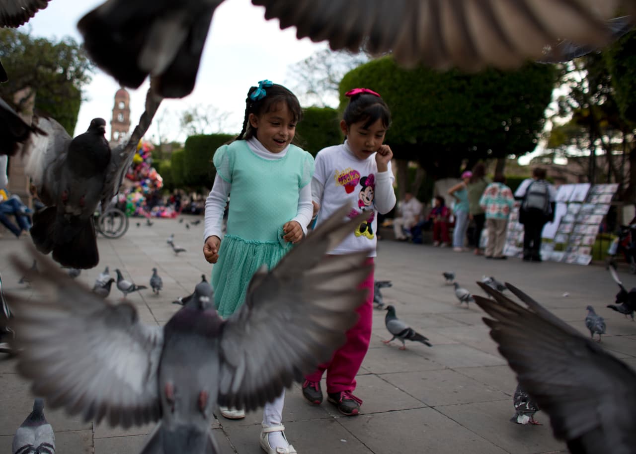 Descubriendo la fauna que esconden las ciudades