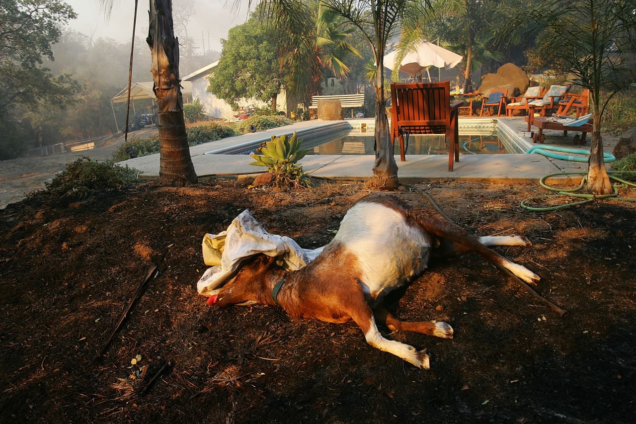 <b>HARRIS FIRE-</b> (Photo by David McNew/Getty Images)