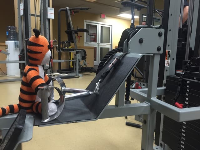 El peluche no quiere que el gelato le ensache sus rayas de tigre.