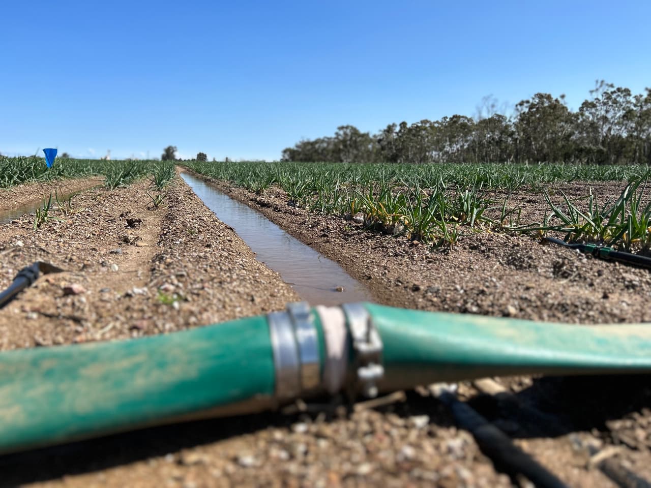 Tormentas invernales causan estragos en el campo y pérdidas de empleo