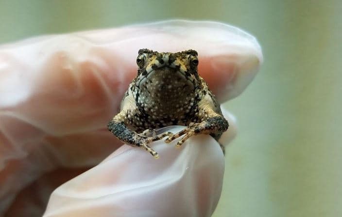 Nace el primer sapo concho puertorriqueño a través de fertilización in vitro