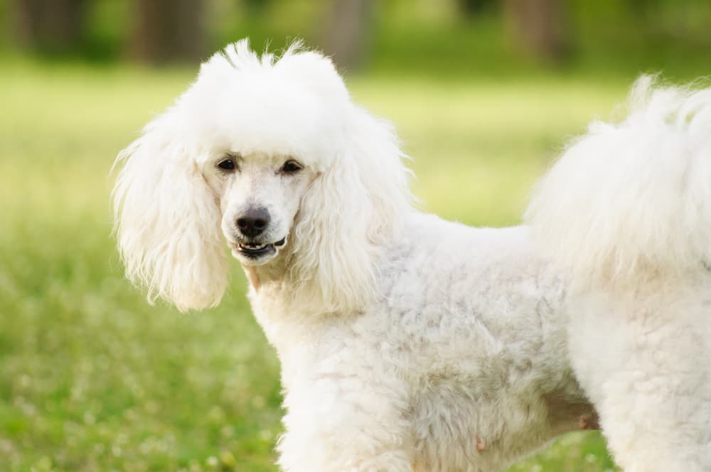 <b>ACUARIO: Poodle</b>
<br>Nuestros amigos extravagantes necesitan una mascota que cumpla con sus necesidades, y es que son expertos en buscar los accesorios más excéntricos para vestir a sus mascotas. Los Poodle son perros elegantes y tienen un porte digno de presumir.