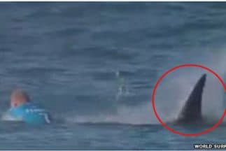 Surfista profesional sobrevive un ataque de tiburón