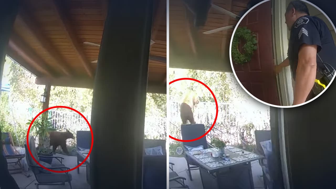 Policía de Simi Valley sorprende a un oso negro en la cocina de una familia