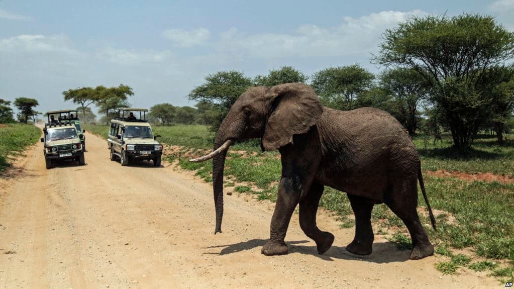 An elephant crosses a road on the outskirts of Arusha, northern Tanzania.
