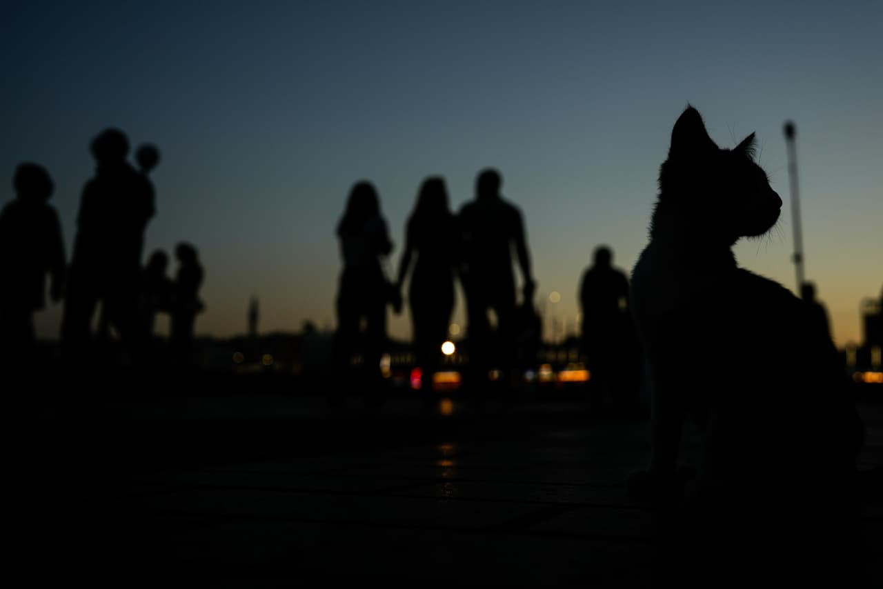 Un gato se sienta en una calle al atardecer en el distrito de Karakoy, en Estambul, Turquía, el miércoles 24 de junio de 2026. (Foto AP/Emrah Gurel)
