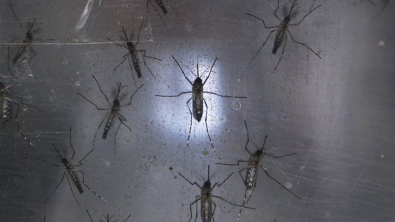 Evite contagiarse: alertan de caso de dengue contraído en Miami-Dade