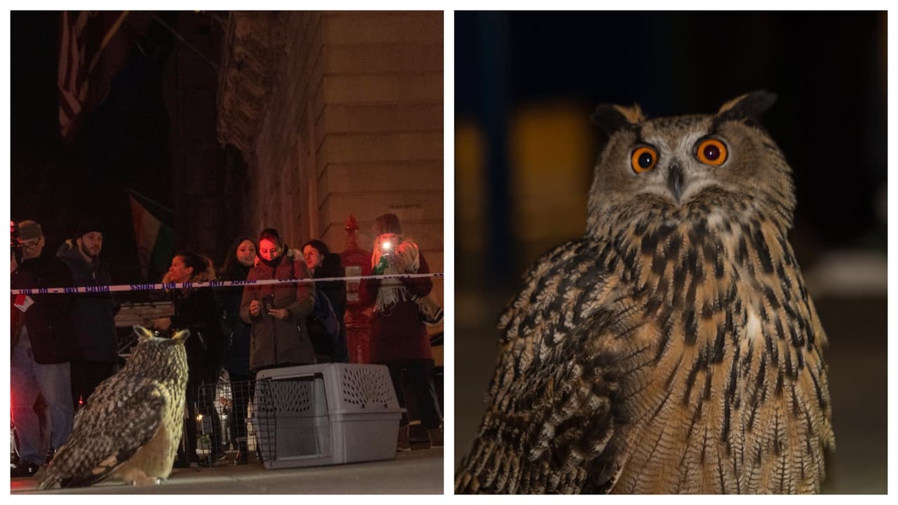 Flaco, el búho exótico que era buscado hasta por la policía de Nueva York, regresa a Central Park