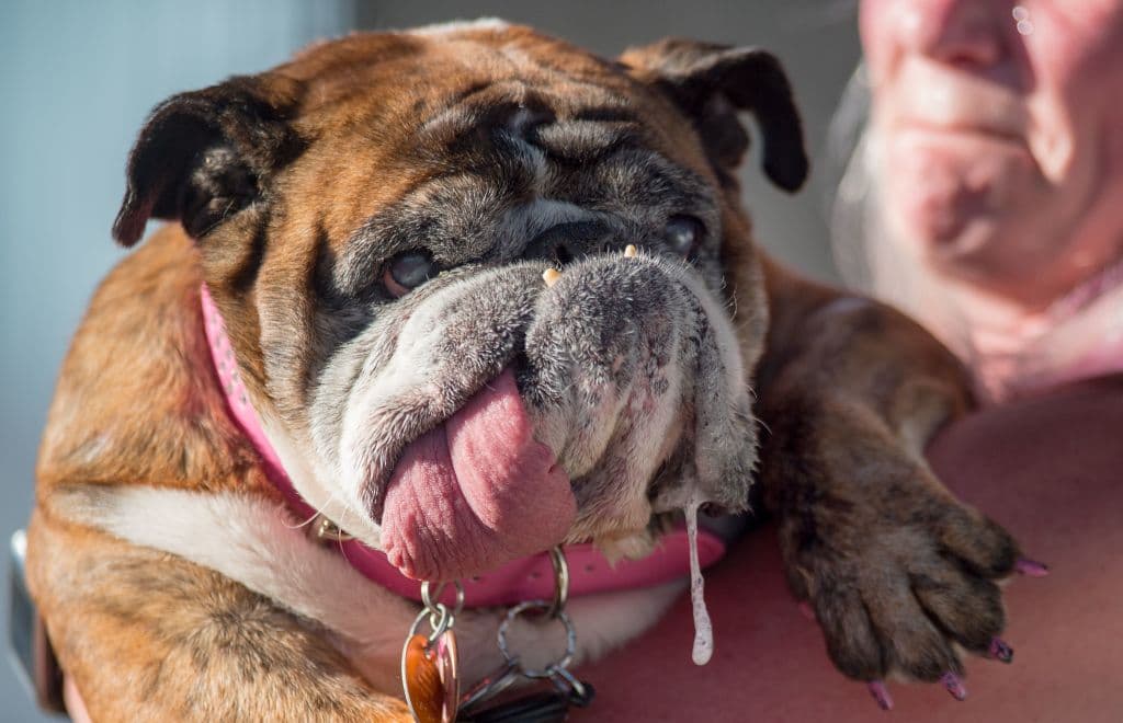 Megan aseguró que su mascota no había presentado problemas de salud, sin embargo, la vida promedio de los Bulldog es de 10 años, según el diario 
<a href="https://www.nytimes.com/2018/07/10/us/zsa-zsa-worlds-ugliest-dog-dies.html" target="_blank">The New York Times</a>.
<br>
