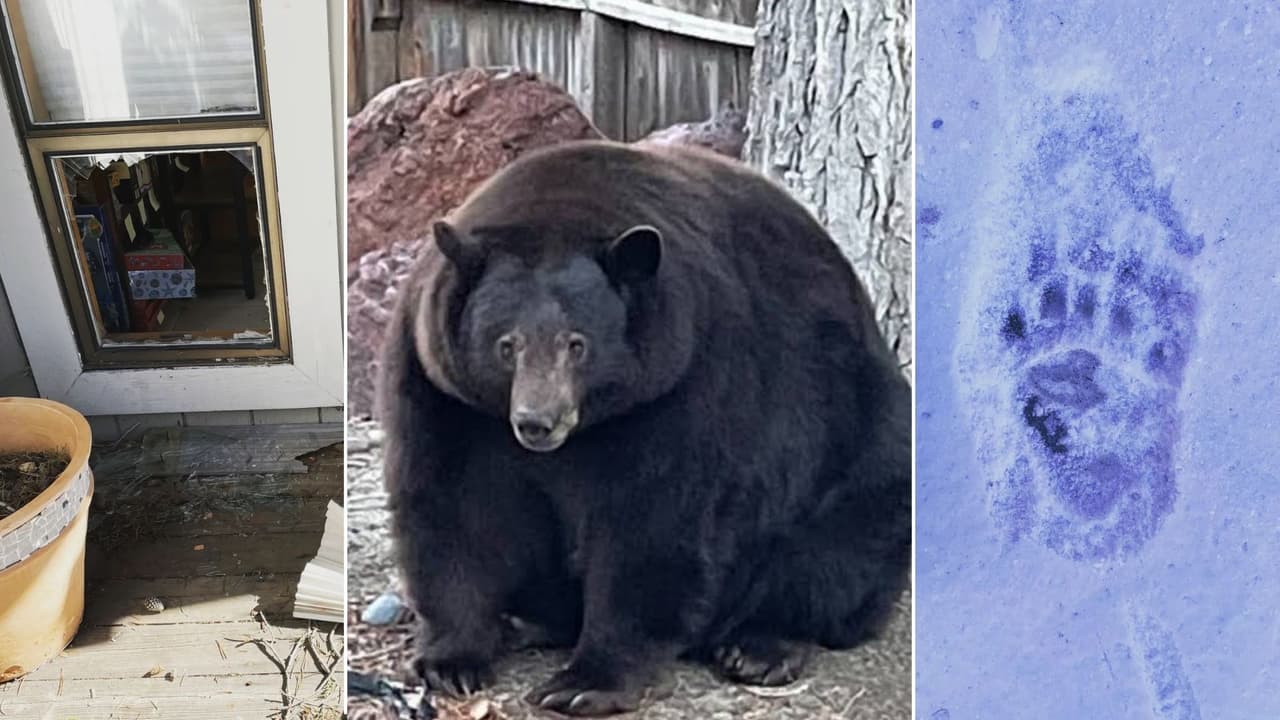 Controversia por ‘Hank, El Tanque’: el oso que tiene a la comunidad rogando a la policía de South Lake Tahoe que no lo sacrifiquen