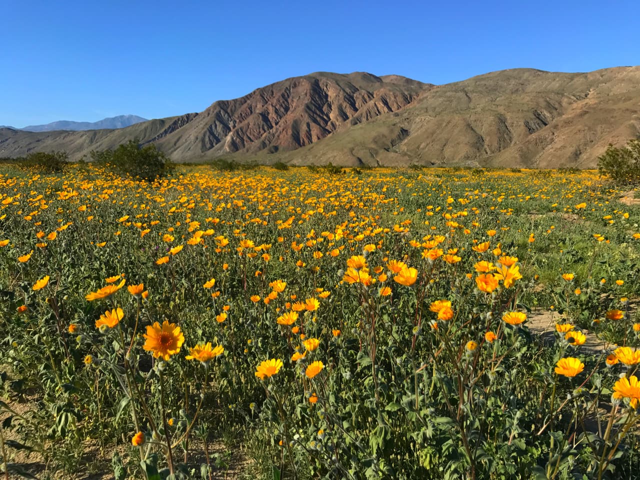 Estas imágenes muestran el florecimiento en el parque estatal Anza-Borrego Desert.