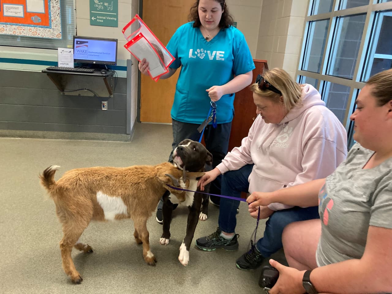 <a href="https://www.univision.com/local/north-carolina-wuvc/sorprende-amistad-de-un-perro-y-una-cabra-en-el-refugio-del-condado-de-wake-video">Canela y Felix </a>e starán juntos en un granja ubicada en el condado de Johnston.