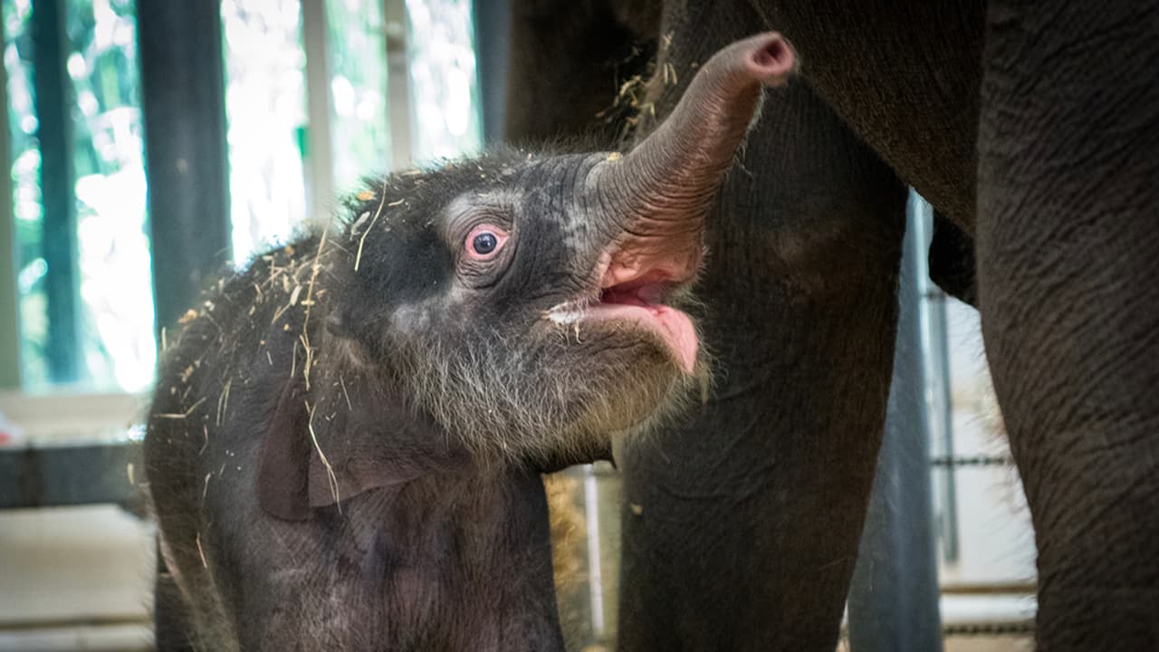 Bebé elefante se salva morir luego de nacer en el Zoológico de Houston