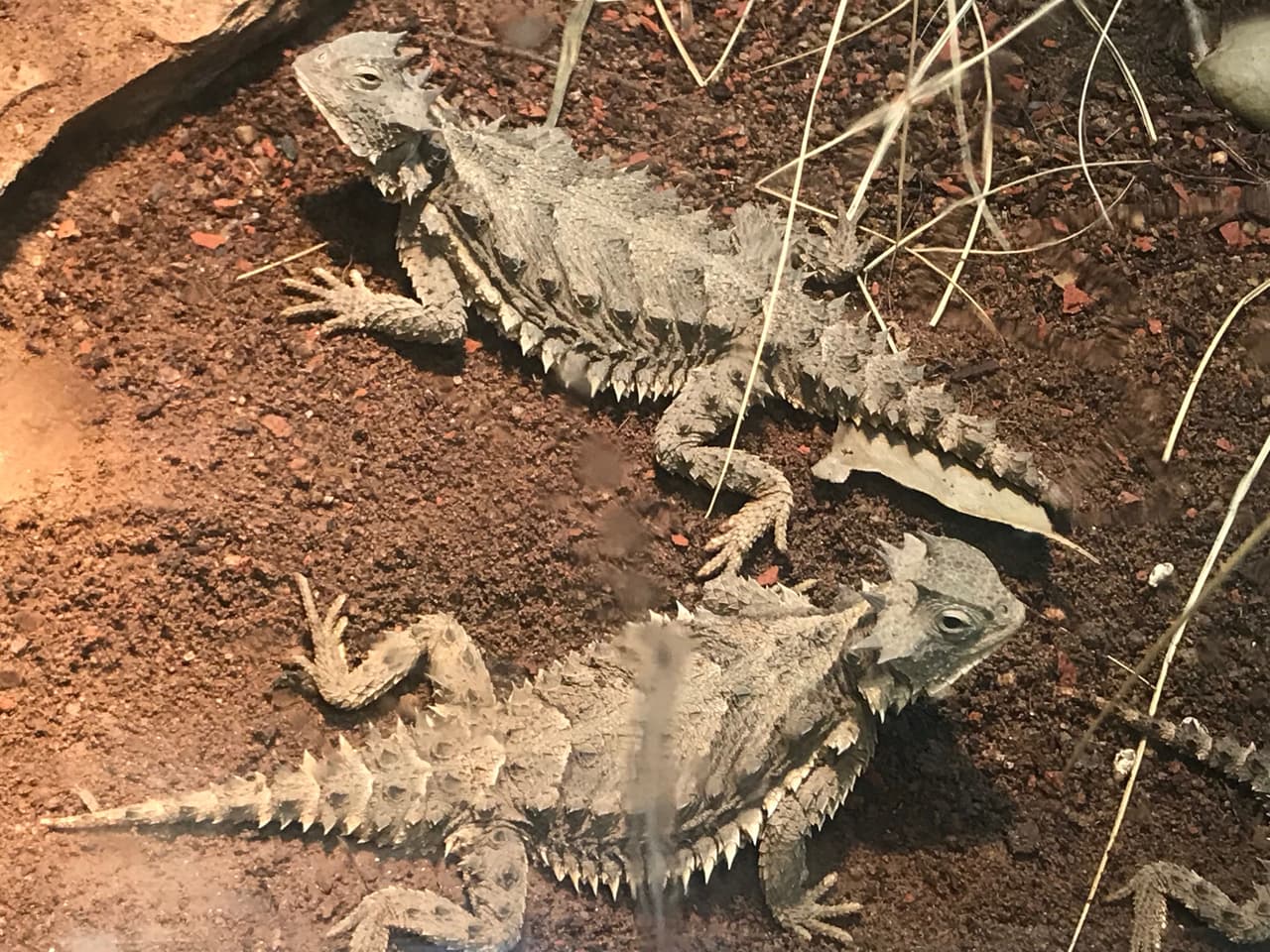 Otra especie muy rara es la del Camaleón de Grandes Cuernos. De esta espe cie se dice que tiene una forma muy rara de defenderse, y es que al sentirse en peligro expulsa un chorro de sangre, por medio de unas glándulas ubicadas en el ángulo interior de los ojos. Su habitad principal es el Altiplano Central de México