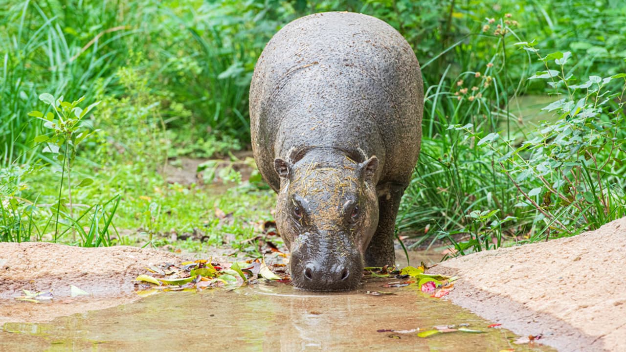 Los hipopótamos pigmeos son herbívoros y solo comen plantas, en el caso de Silas su dieta es a base de amoneo, pasto, heno, verduras, lechuga y fibra.