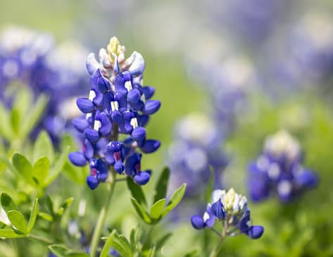 Celebran festival de bluebonnets en los hermosos campos del centro de Texas