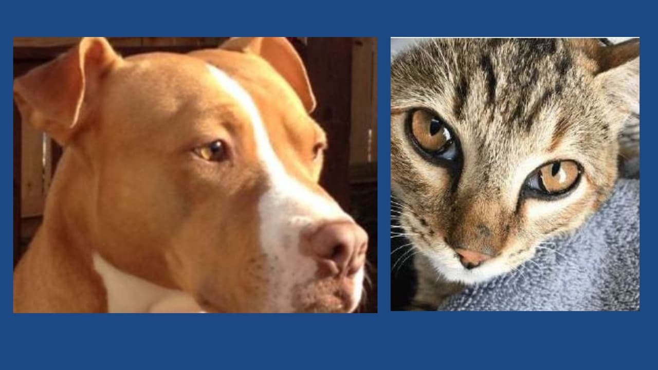 Un gato y un perro mueren a tiros, en dos casos de crueldad animal