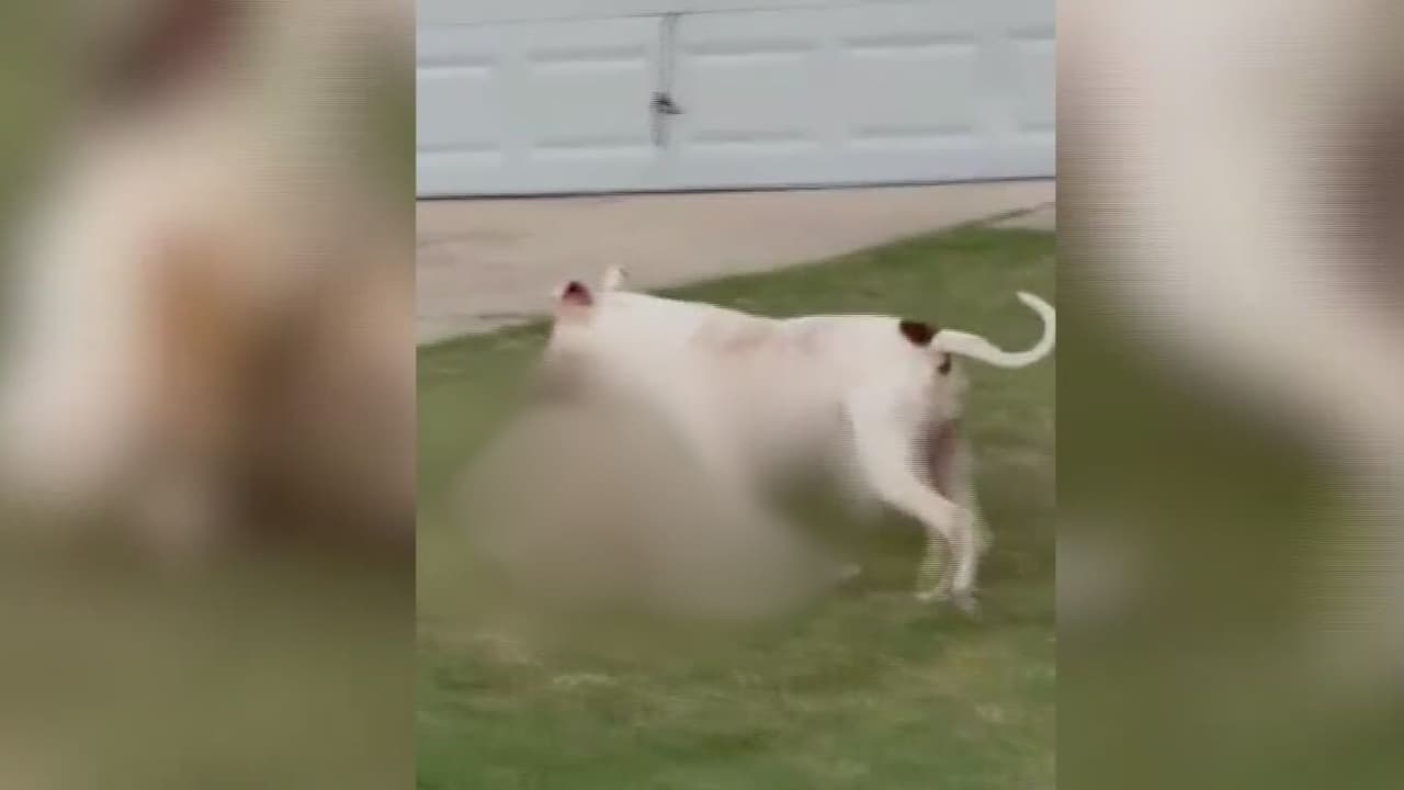 Otro ataque de un perro en San Antonio: un pitbull mató a la gata de sus vecinos