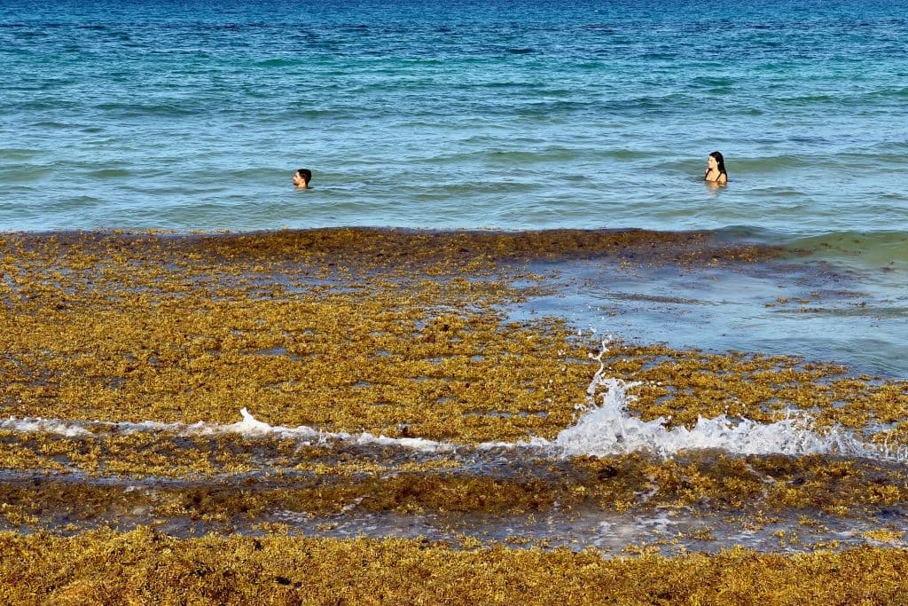 Sargazo en Florida: ¿por qué 2025 podría ser el peor año para las playas?