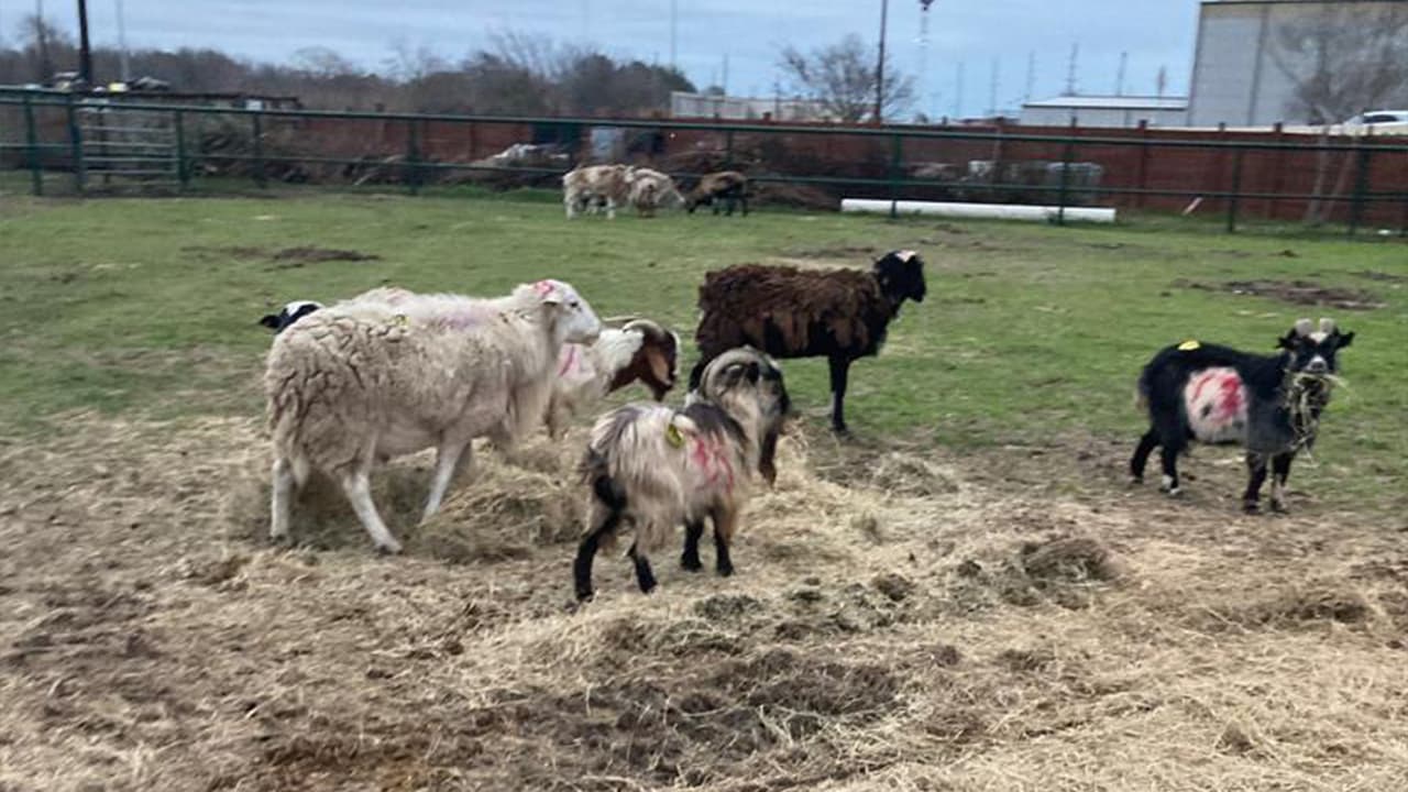 30 animales fueron rescatados por las autoridades del condado Fort Bend y Houston Humane Society.
