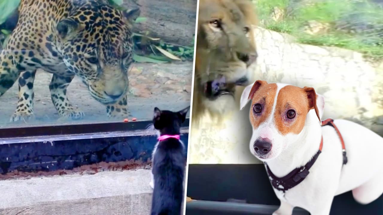¿Cómo reaccionaría un perro al conocer un león? Animales domésticos van al zoológico