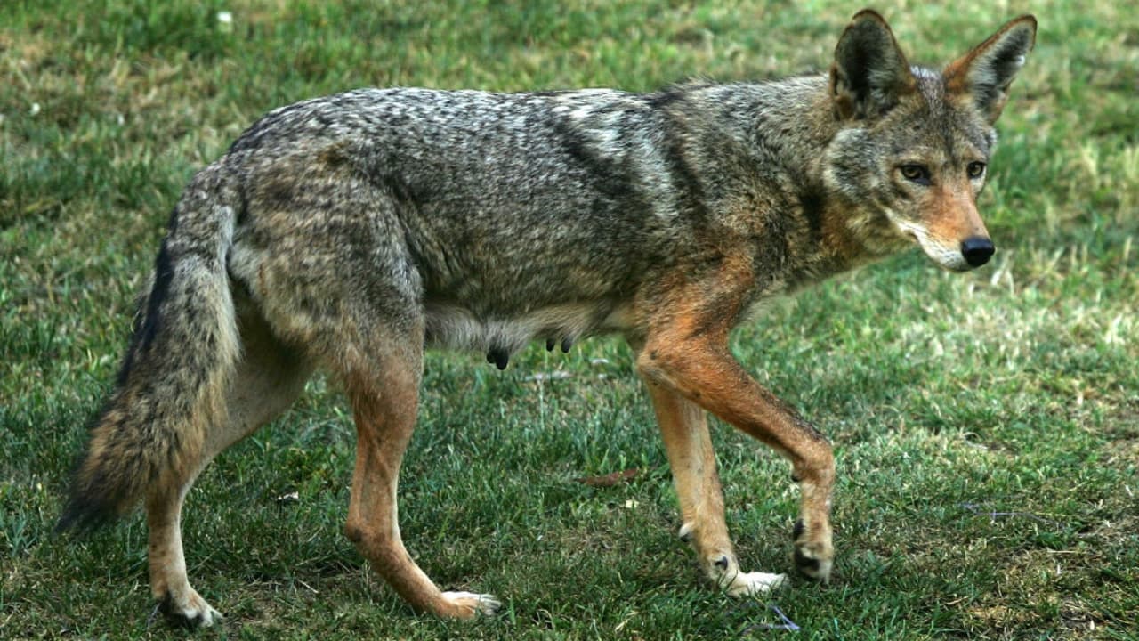 Coyotes han sido vistos en varios vecindarios de Chicago, preocupando a residentes, después de que uno mordiera a un niño