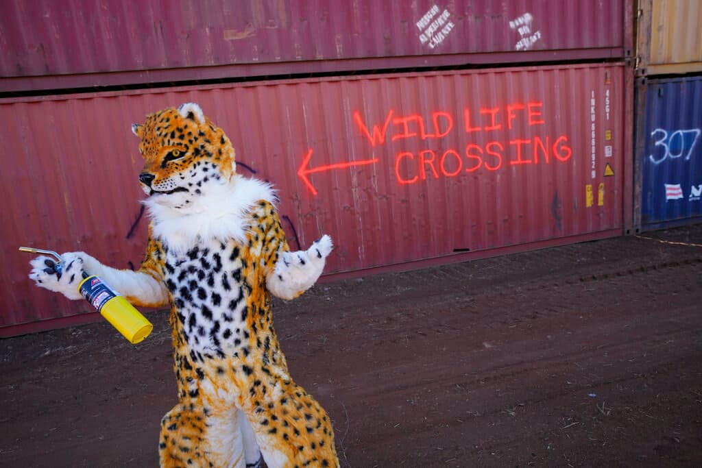 De hecho, Kieran Suckling, director ejecutivo del Centro para la Diversidad Biológica, llamó la atención sobre el asunto disfrazándose de jaguar. La colocación de los contenedores, mencionó, impactó el libre movimiento de los animales en toda la zona.