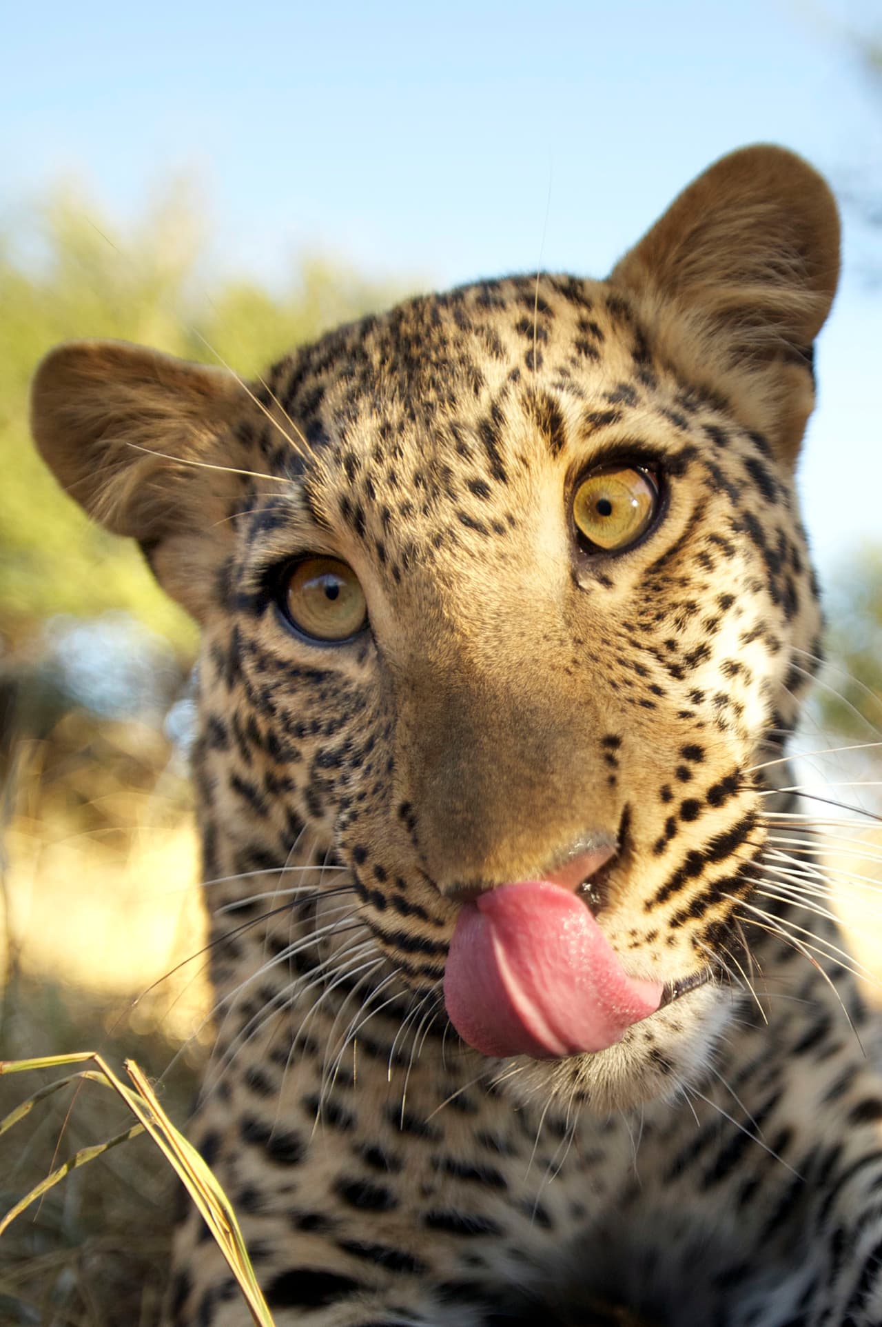 ¡Incluso nos enseñó la lengua!